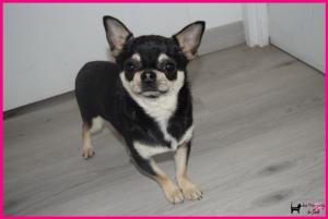 Chiot mle chihuahua  poil court