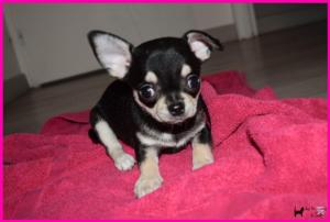 Chiot femelle chihuahua  poil court