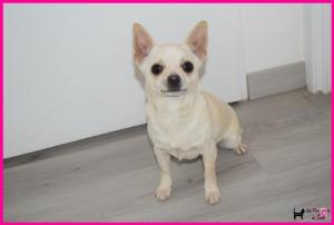 Chiot femelle chihuahua  poil court