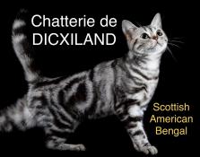 Chatons american  rserver