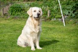 Saillie golden retriever