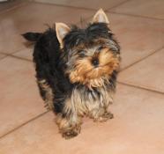 Adorable chiot mle yorkshire terrier lof