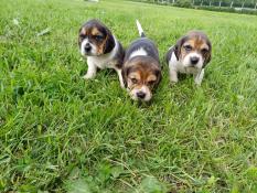 6 magnifiques chiots beagles lof  rserver