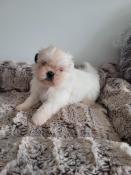 Chiot femelle apparence shih tzu