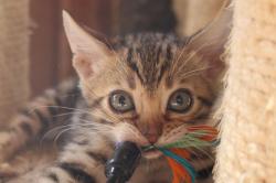 Chaton bengal loof disponible