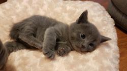 A rserver chatons chartreux