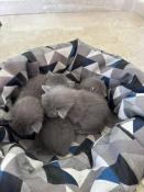 Chatons bleu russe a reservee