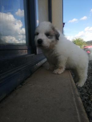 Chiot mle chien de montagne des pyrnes