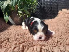 A vendre chiots cavaliers king charles lof