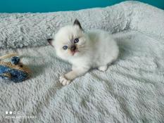 Superbe femelle seal mitted