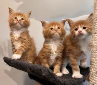 Magnifiques chatons maine coon loof