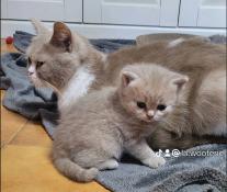  rserver : adorables chatons scottish straight loof