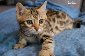 Chaton mle bengal