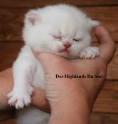 Chatons loof yeux bleus, parents tests