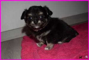 Chiot mle chihuahua  poil long
