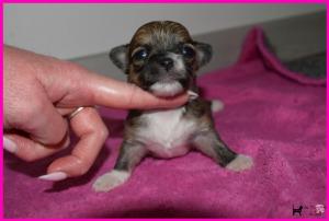 Chiot femelle chihuahua  poil long
