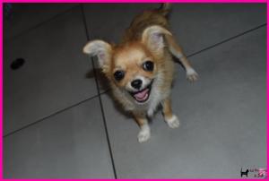 Chiot femelle chihuahua  poil long