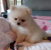 Magnifiques spitz nain lof blanc pomeranian