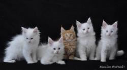 Adorables chatons maine coon loof disponibles