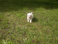 Chiot d'apparence caniche toy blanc
