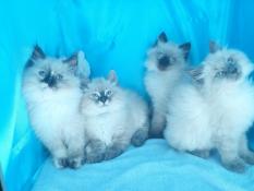 Voici mes chatons sibriens loof supers clins
