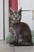 T&g : chatons maine coon loof dispos le 11/07/24