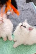 Chatons selkirk rex