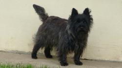 Male cairn terrier a adopter
