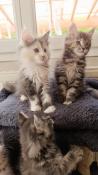 Chatons maine coon loof  rserver
