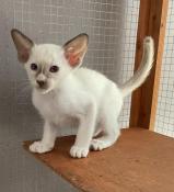 Chatons siamois bicolore point blanc