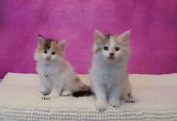 2 trs belles chatons norvgiens femelles disponibles  la rservation