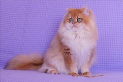 Chat british longhair mle - golden - reproduction - loof