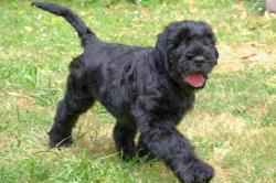 Chiot terrier noir russe