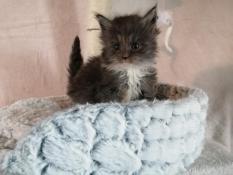 Adorables chatons  males main coon loof blue silver blotched tabby