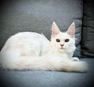 Chaton femelle maine coon disponible