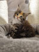Chatons maine coons  disponibles