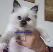 Sublimes chatons sacr de birmanie avec yeux bleus blouissants