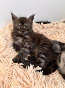 A rserver 3 magnifiques chatons maine coon loof