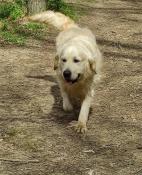 Etalon golden retriever