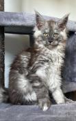 Chatons maine coon loof  rserver