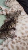 Chatons bengal loof typ wild exceptionnels
