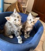 2 chatons maine coon loof a reserver
