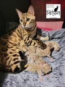 Chatons bengal brown ou snow spotted/rosettes loof