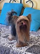Chiots apparence yorkshire terrier parents lof