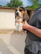 Chiot beagle tricolore