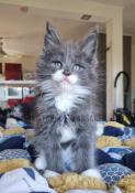 Chatons maine coon loof