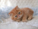 Couleur Red Blotched Tabby