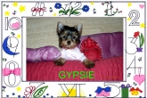 Gypsie