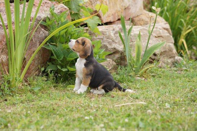 Chiot Beagle