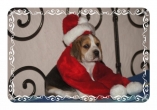Beagle Pre Noel